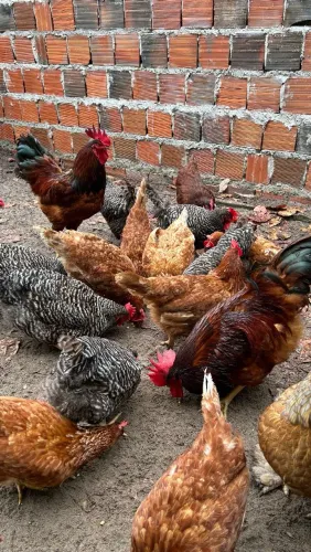 Galinhas poedeiras e de raça disponíveis