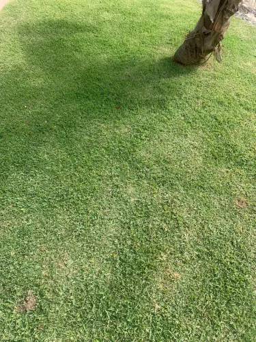 GRAMA ESMERALDA E SÃO CARLOS SOL E SOMBRA 