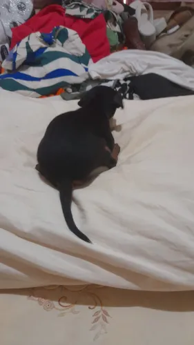 Filhote de pinscher femia número 01