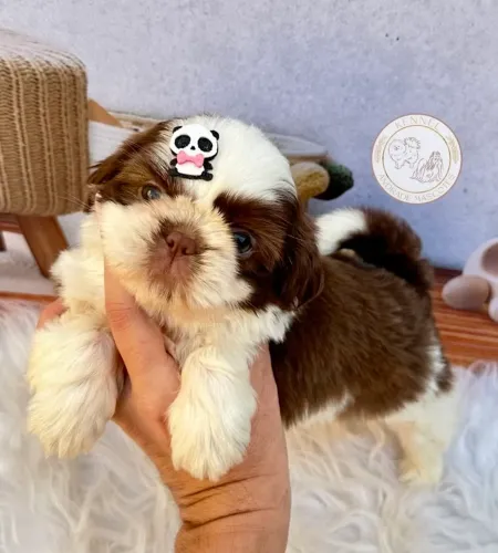 Filhote de Shih tzu fêmea 