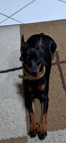Cachorro PINSCHER MINIATURA original 