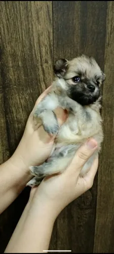 Filhote Spitz alemão