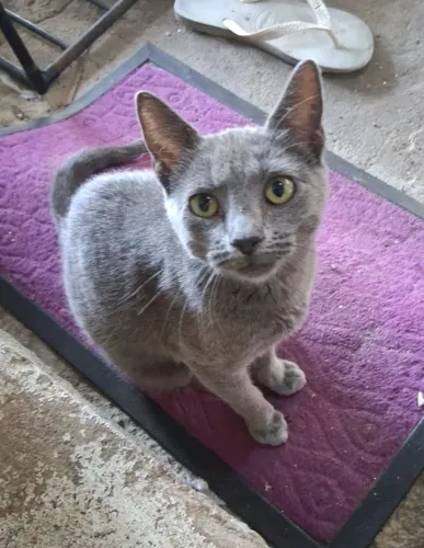 Gatinha filhote cinza linda para adoção