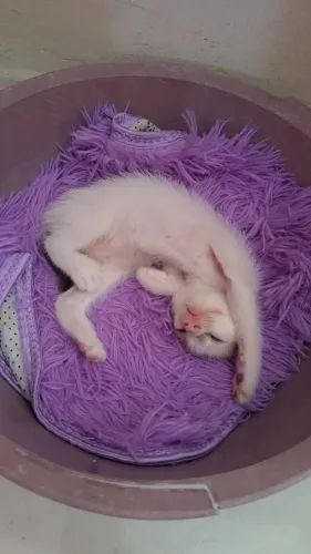Doação responsável para gatinho macho