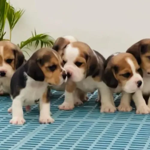 Filhotes de Beagle | Amor para todos os dias