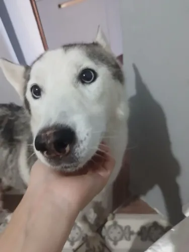 Filhotes husky siberiano 