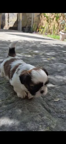 Shitzu Macho disponível pra reserva