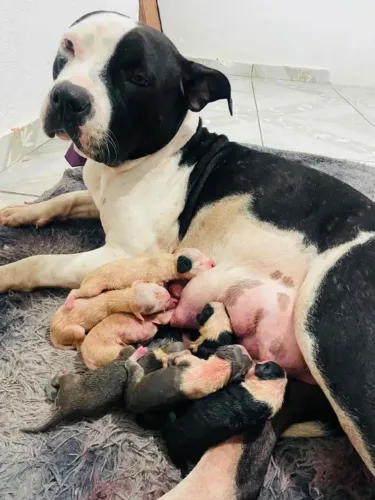 DOAÇÃO PITBULL