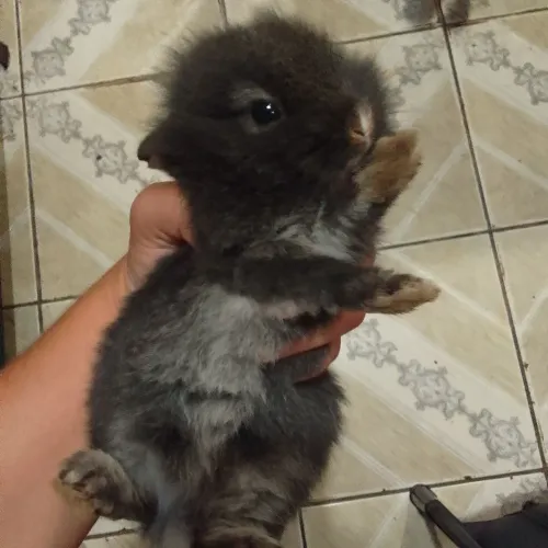 Coelhos filhotes de raça