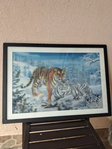 Quadro Tigres Siberianos