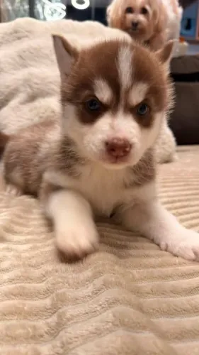 Lindas filhotes de Husky
