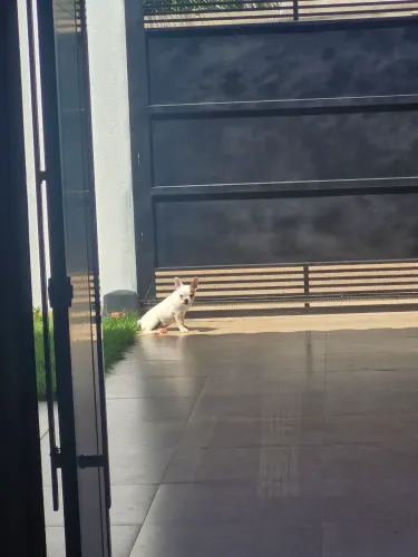 Vende-se bulldog francês 