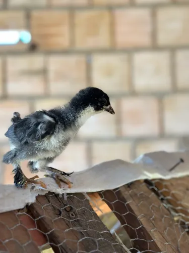 Brahma Pintinhos 7-10 dias