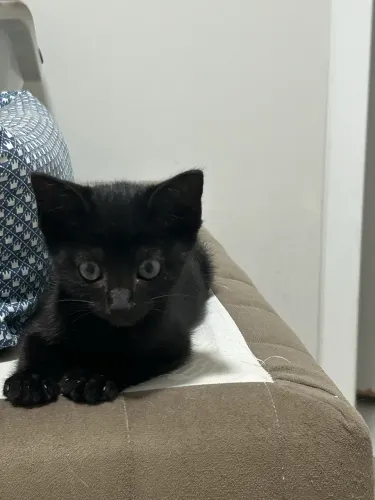 Gato filhote 