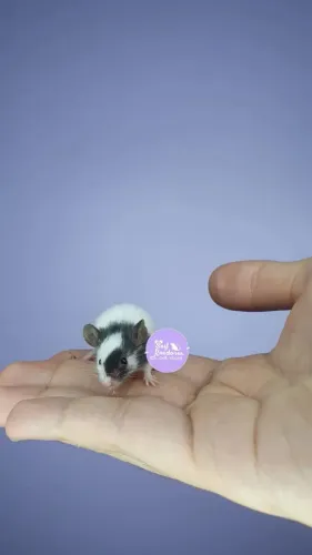 Topolinos mini roedor filhotes