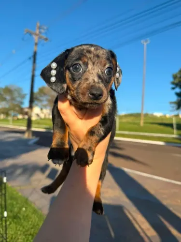 Dachshund
