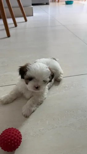 Vendo cachorro da raça Shiatsu