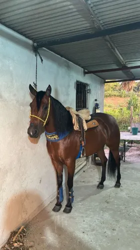 Égua quarto de milha