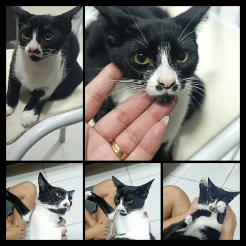 GATINHA FÊMEA FILHOTE DE 4 MESES PARA DOAÇÃO 