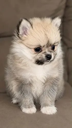 ? Fêmea Spitz Alemão Anão (Lulu da Pomerânia) - Disponível ?