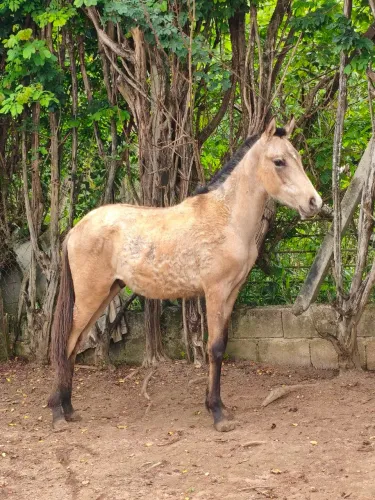 Cavalo mangalarga marchador registrado