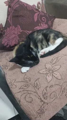 Gato