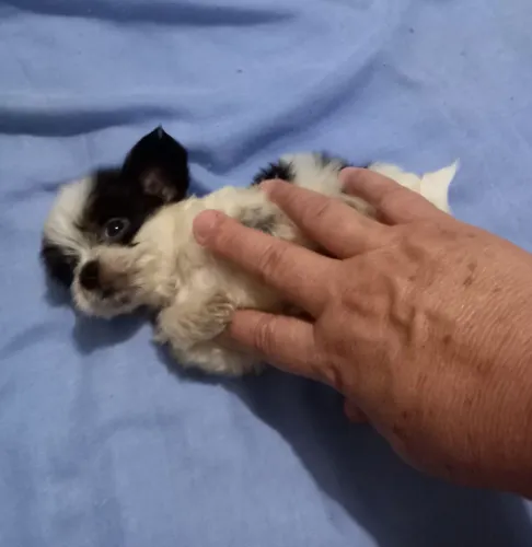 MICRO SHIH TZU FÊMEA 