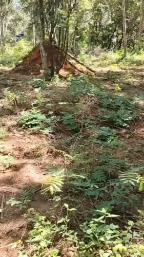 Terreno rural