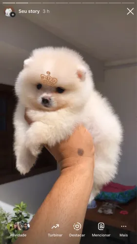 Fêmea de Lulu da Pomerania anã