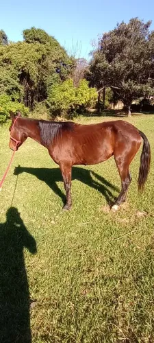 Cavalo mestiço argentino 