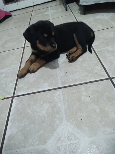 Vendo filhote rottweiler Fêmea. 900,00