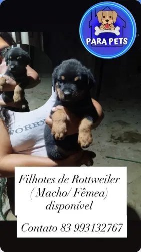 Filhotes de Rottweiler macho e femea