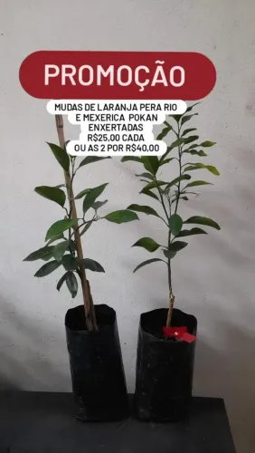 Frutíferas