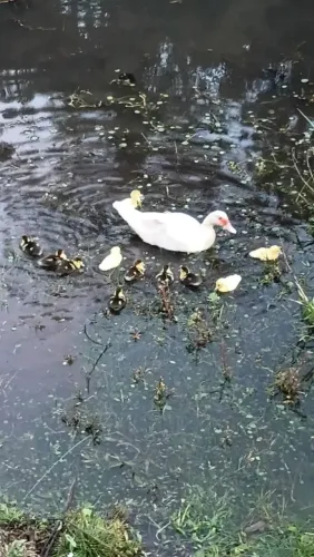Patos filhotes