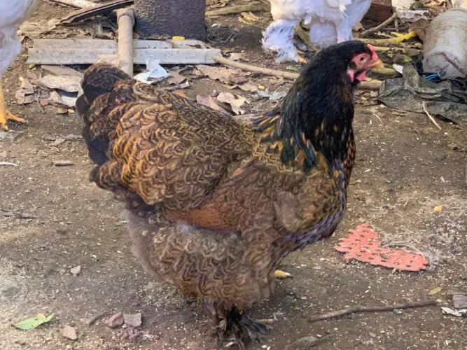 Galinha Brahma