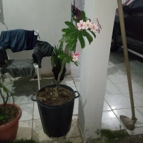 Flor do deserto branco com rosa grande 
