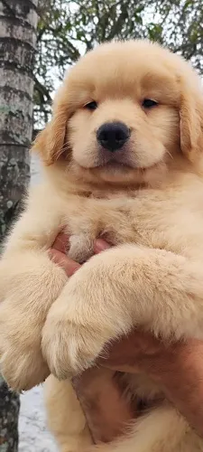 Último Macho Golden Retriever disponível