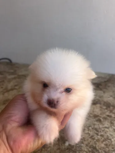 Lindo bebê Spitz alemão