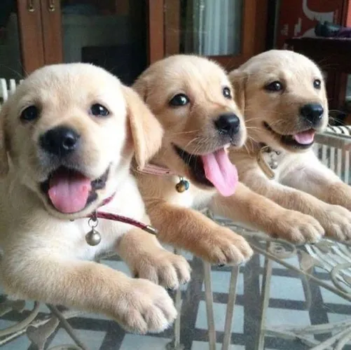 Labrador retriever