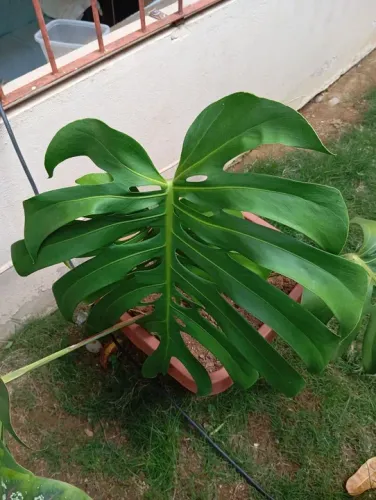 Costela de Adão monstera