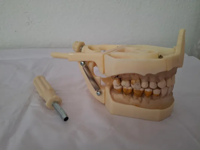 Manequim Dent-art Periodontia