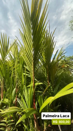 Muda de Palmeira Laca