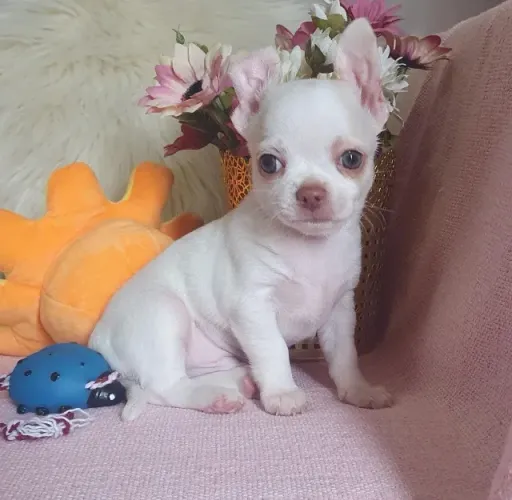 Chihuahua Minúsculos, com Pelo Longo e Curto!