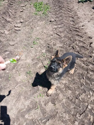 Filhote pastor alemão original 