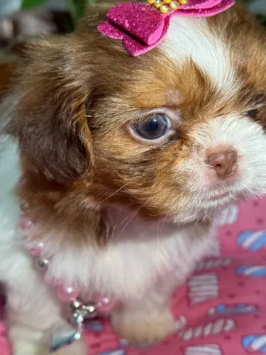 Shih-tzu fêmea faturada de chocolate