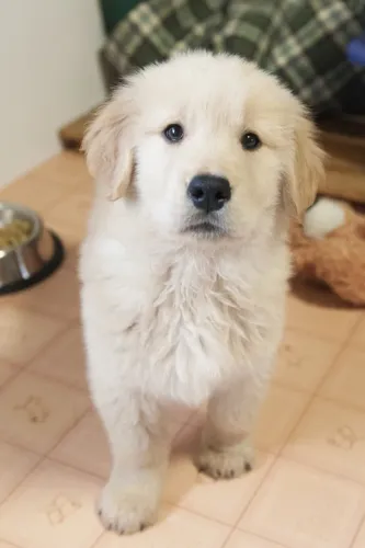 Golden Retriever Filhote - Um Coração Dourado para sua Casa!