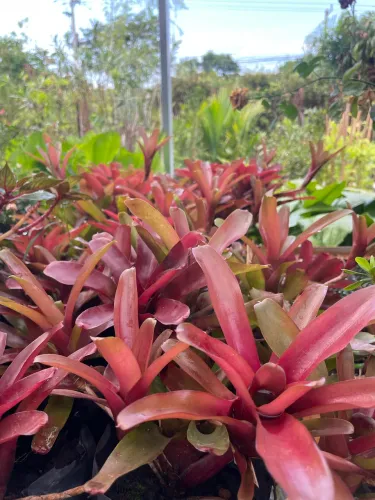 Muda de Bromélia Firebal