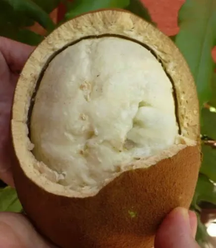 Polpa de cupuaçu original