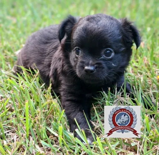 Lindo filhote macho Chihuahua pêlo longo