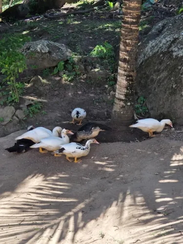 Patos